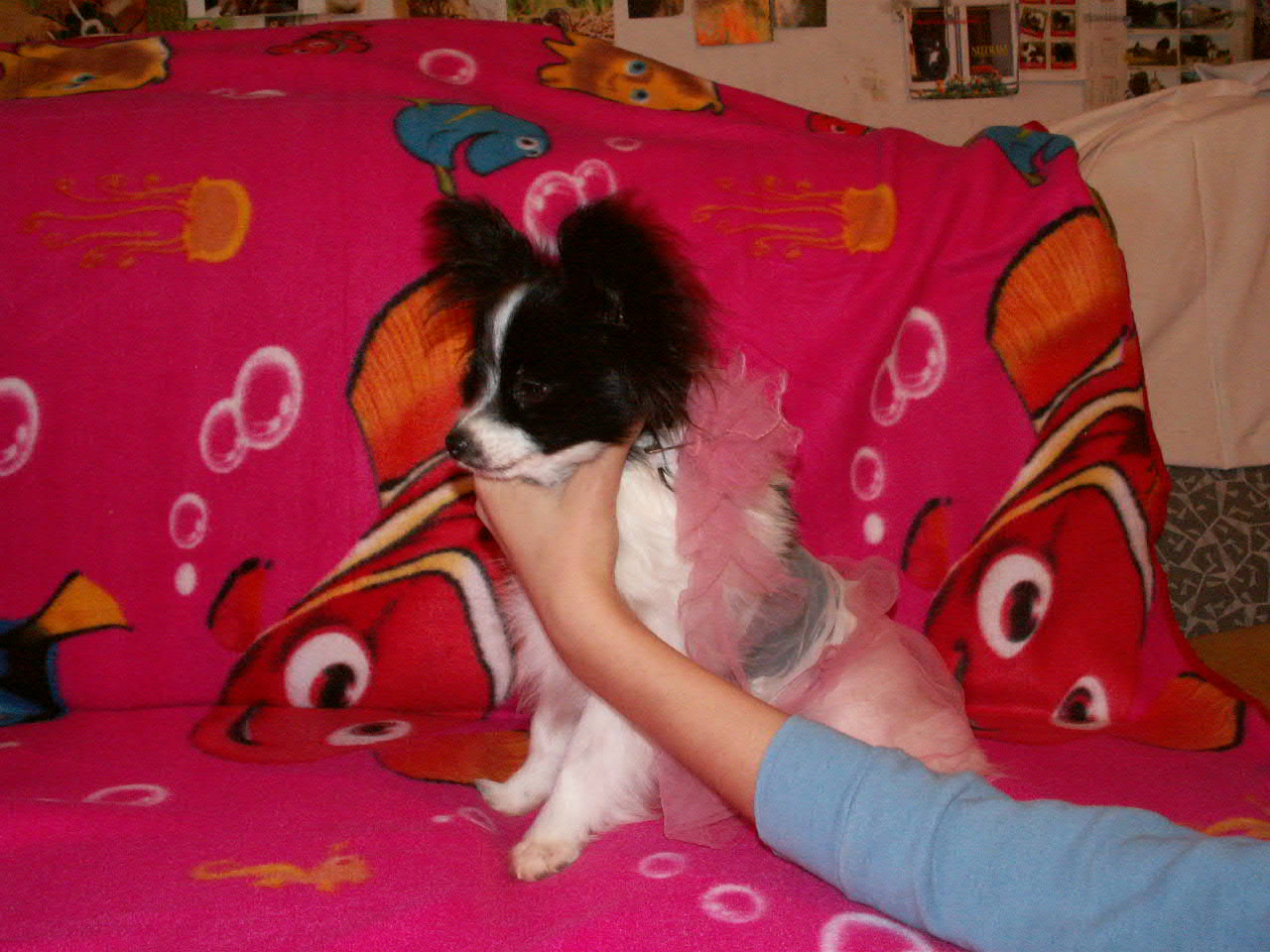 leden2008 007.jpg